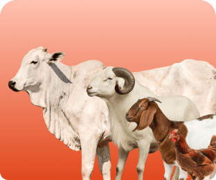 ABATTOIR SERVICES